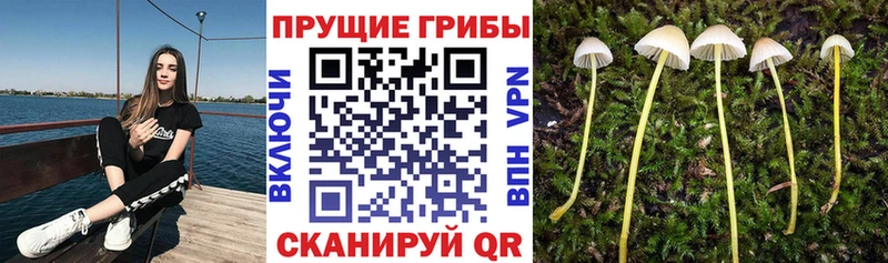 hydra   Могоча  Галлюциногенные грибы ЛСД 